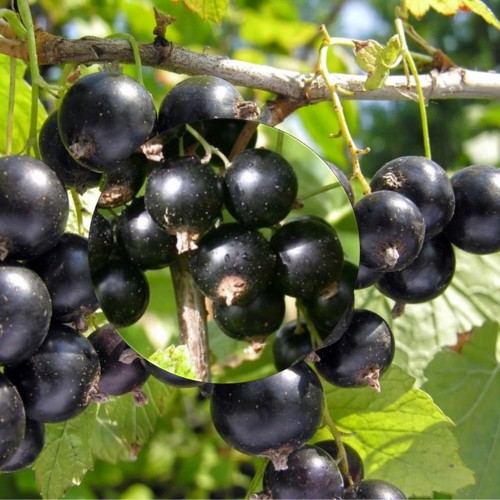 Ribes nigrum 'Triton' - Must sõstar 'Triton' C3/3L